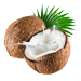 Coconut