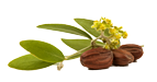 Jojoba Seed Oil