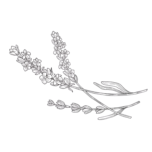 Lavender Oil