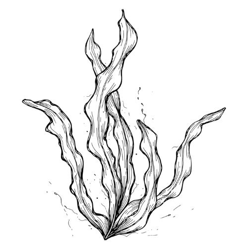 Seaweed