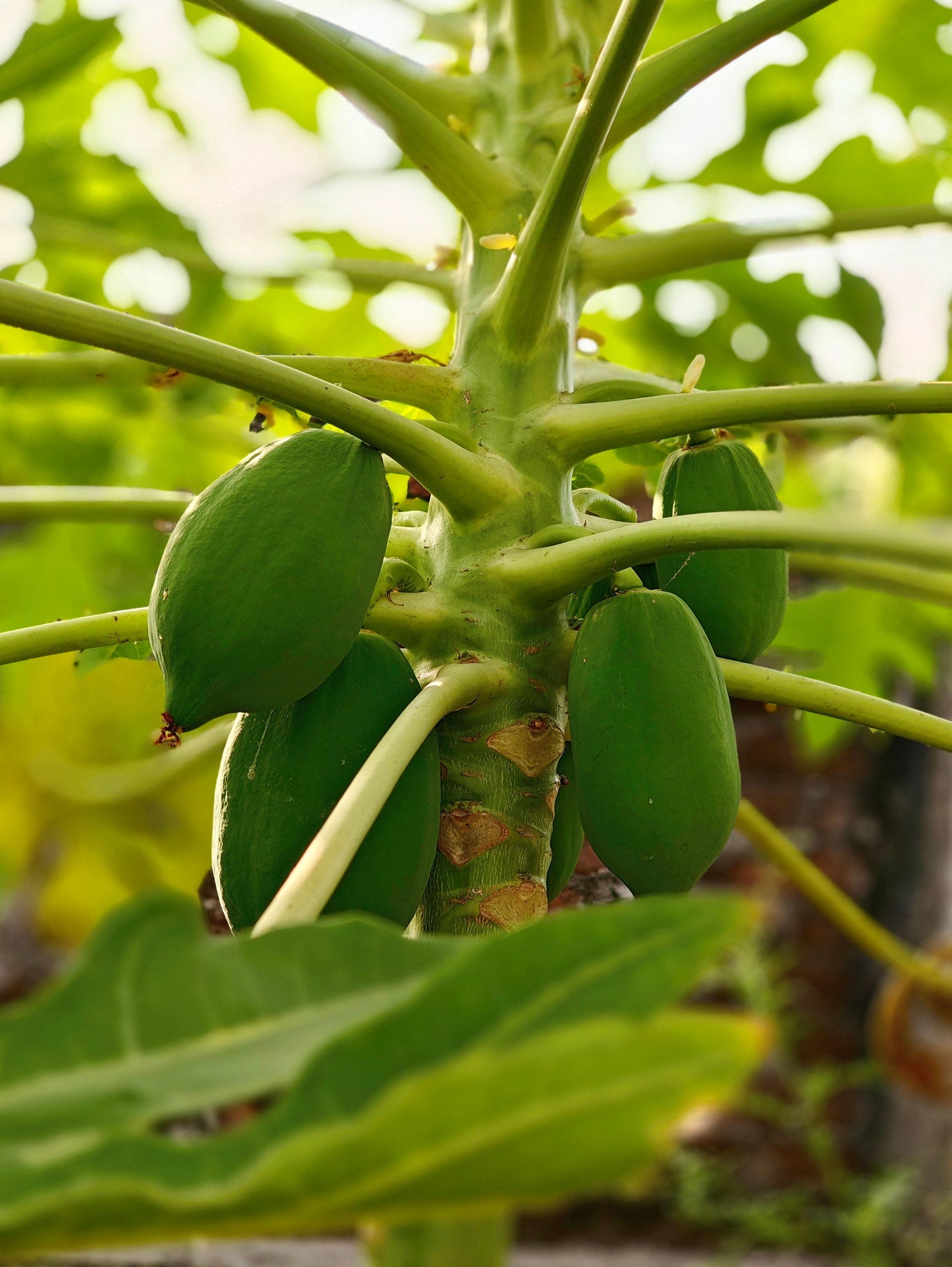 Pawpaw Tree